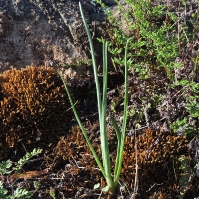 Bulbine glauca (Rock Lily) at Bullen Range - 20 Feb 2020 by michaelb