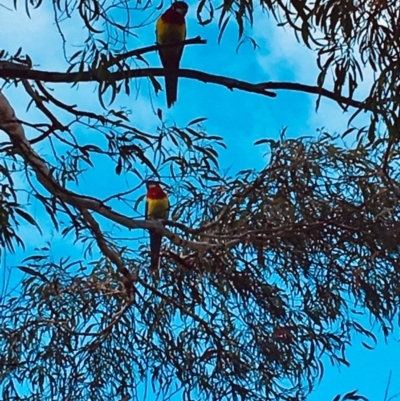 Platycercus eximius (Eastern Rosella) at Curtin, ACT - 13 Jun 2020 by HiHoSilver