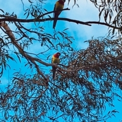 Platycercus eximius at Curtin, ACT - 14 Jun 2020