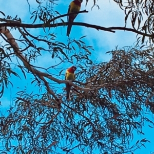 Platycercus eximius at Curtin, ACT - 14 Jun 2020