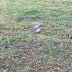 Eolophus roseicapilla (Galah) at Curtin, ACT - 14 Jun 2020 by HiHoSilver