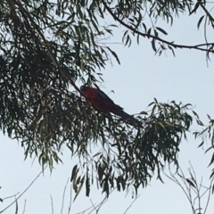 Platycercus elegans (Crimson Rosella) at Deakin, ACT - 6 Jun 2020 by HiHoSilver