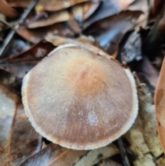 Cortinarius sp. (Cortinarius) at Callala Creek Bushcare - 13 Jun 2020 by AaronClausen