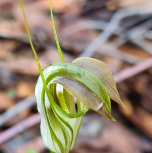 Pterostylis grandiflora at Callala Beach, NSW - suppressed