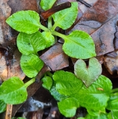 Pterostylis grandiflora at Callala Beach, NSW - suppressed