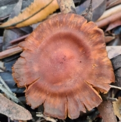 Cortinarius sp. (Cortinarius) at Vincentia, NSW - 13 Jun 2020 by AaronClausen