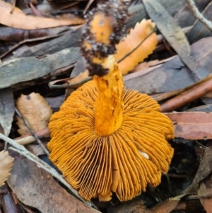 Cortinarius sp. at Vincentia, NSW - 14 Jun 2020