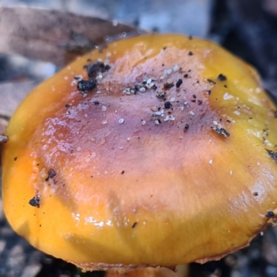 Cortinarius sinapicolor (Slimy Yellow Cortinar) at Callala Creek Bushcare - 13 Jun 2020 by AaronClausen