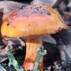 Cortinarius sinapicolor at Callala Beach, NSW - 14 Jun 2020