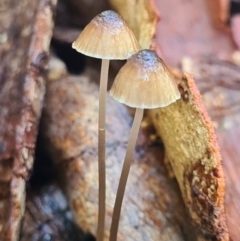 Mycena cystidiosa (Mycena cystidiosa) at Callala Creek Bushcare - 13 Jun 2020 by AaronClausen