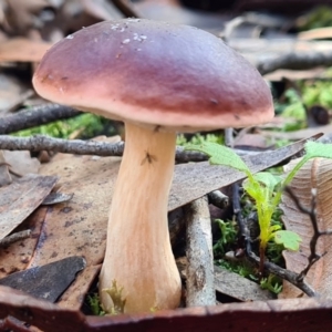 Fistulinella prunicolor at Callala Beach, NSW - 14 Jun 2020 01:55 AM