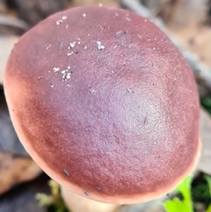 Fistulinella prunicolor at Callala Beach, NSW - 14 Jun 2020 01:55 AM