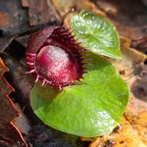 Corysanthes fimbriata at Callala Beach, NSW - 14 Jun 2020