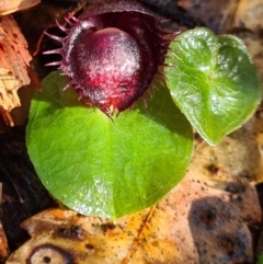 Corysanthes fimbriata at Callala Beach, NSW - suppressed