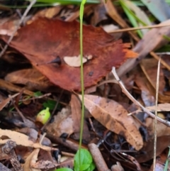 Pterostylis hispidula (Small Nodding Greenhood) at Callala Beach, NSW - 13 Jun 2020 by AaronClausen