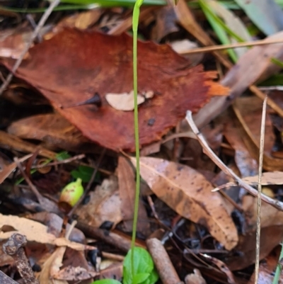 Pterostylis hispidula (Small Nodding Greenhood) at Callala Creek Bushcare - 13 Jun 2020 by AaronClausen