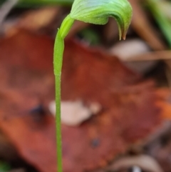 Pterostylis hispidula at Callala Beach, NSW - suppressed