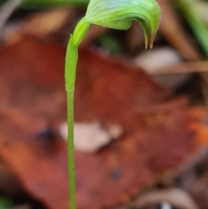 Pterostylis hispidula at Callala Beach, NSW - suppressed