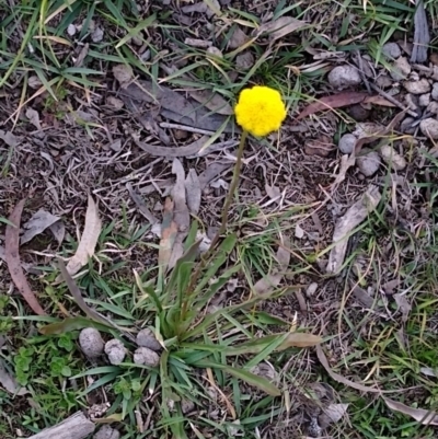 Craspedia variabilis (Common Billy Buttons) at Gundaroo, NSW - 10 Jun 2020 by MaartjeSevenster