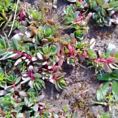 Portulaca oleracea (Pigweed, Purslane) at MTR591 at Gundaroo - 18 May 2020 by MaartjeSevenster