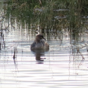 Tachybaptus novaehollandiae at Fyshwick, ACT - 12 Jun 2020