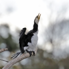 Microcarbo melanoleucos (Little Pied Cormorant) at Jerrabomberra Wetlands - 12 Jun 2020 by RodDeb