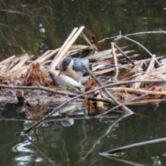 Microcarbo melanoleucos at Fyshwick, ACT - 12 Jun 2020