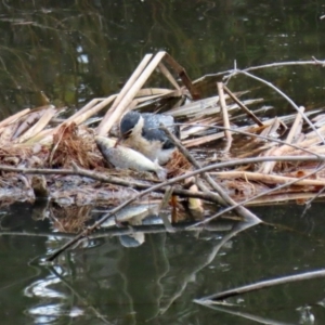 Microcarbo melanoleucos at Fyshwick, ACT - 12 Jun 2020