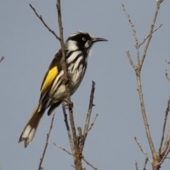 Phylidonyris novaehollandiae (New Holland Honeyeater) at Fyshwick, ACT - 12 Jun 2020 by RodDeb