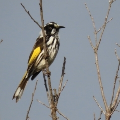 Phylidonyris novaehollandiae at Fyshwick, ACT - 12 Jun 2020