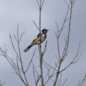 Phylidonyris novaehollandiae at Fyshwick, ACT - 12 Jun 2020