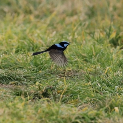 Malurus cyaneus (Superb Fairywren) at Fyshwick, ACT - 12 Jun 2020 by RodDeb