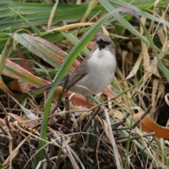 Malurus cyaneus at Fyshwick, ACT - 12 Jun 2020