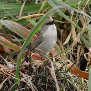 Malurus cyaneus at Fyshwick, ACT - 12 Jun 2020