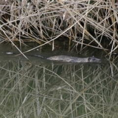 Hydromys chrysogaster (Rakali or Water Rat) at Jerrabomberra Wetlands - 12 Jun 2020 by RodDeb