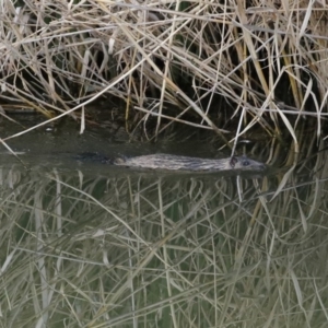 Hydromys chrysogaster at Fyshwick, ACT - 12 Jun 2020