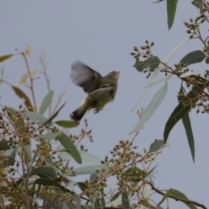 Smicrornis brevirostris at Fyshwick, ACT - 12 Jun 2020