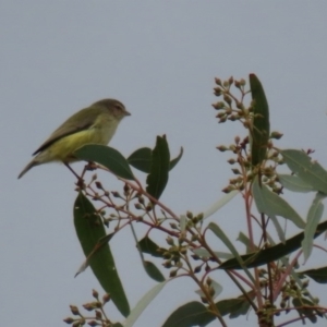 Smicrornis brevirostris at Fyshwick, ACT - 12 Jun 2020