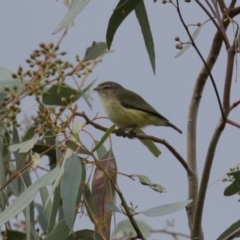 Smicrornis brevirostris at Fyshwick, ACT - 12 Jun 2020