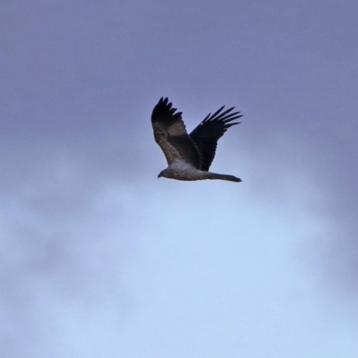 Haliastur sphenurus (Whistling Kite) at Jerrabomberra Wetlands - 12 Jun 2020 by RodDeb