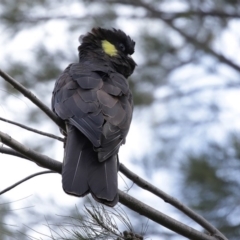 Zanda funerea (Yellow-tailed Black-Cockatoo) at Fyshwick, ACT - 12 Jun 2020 by RodDeb