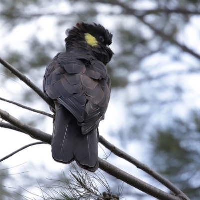 Zanda funerea (Yellow-tailed Black-Cockatoo) at Fyshwick, ACT - 12 Jun 2020 by RodDeb