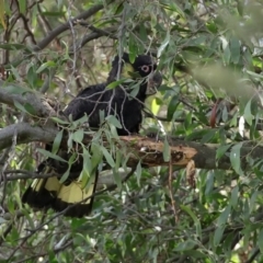 Zanda funerea at Fyshwick, ACT - 12 Jun 2020 12:43 PM