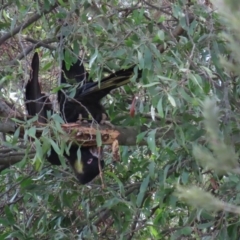 Zanda funerea at Fyshwick, ACT - 12 Jun 2020