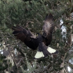 Zanda funerea at Fyshwick, ACT - 12 Jun 2020