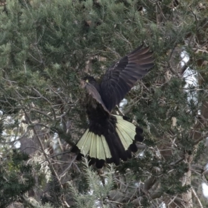 Zanda funerea at Fyshwick, ACT - 12 Jun 2020