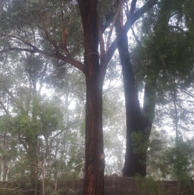 Eucalyptus sideroxylon (Mugga Ironbark) at Kambah, ACT - 14 Jun 2020 by samantha_mcdonough@hotmail.com