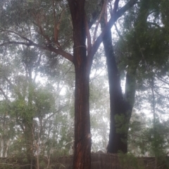 Eucalyptus sideroxylon (Mugga Ironbark) at Kambah, ACT - 14 Jun 2020 by samantha_mcdonough@hotmail.com