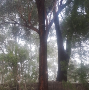 Eucalyptus sideroxylon at Kambah, ACT - 14 Jun 2020