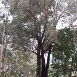 Eucalyptus sideroxylon at Kambah, ACT - 14 Jun 2020